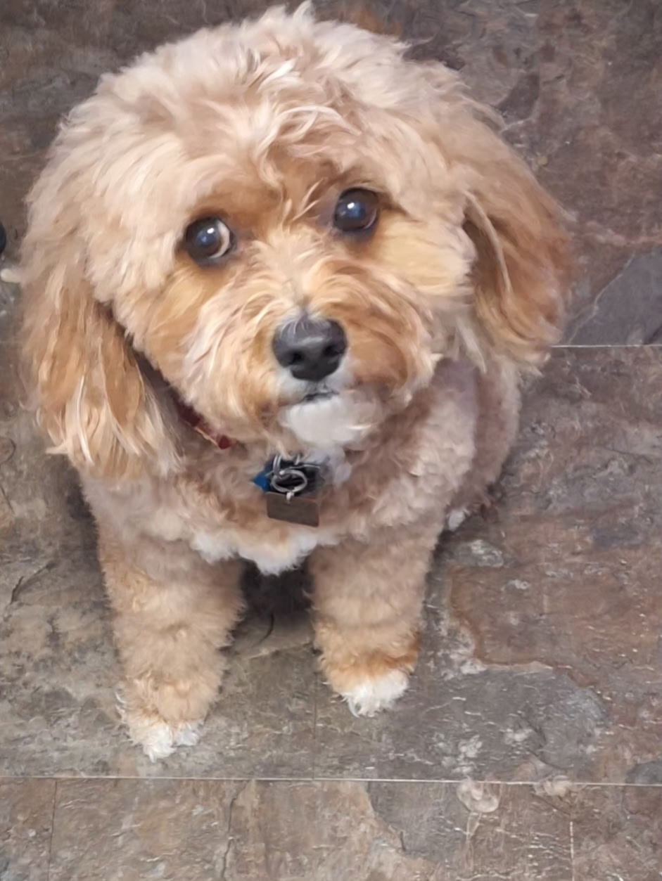 Sweet apricot doodle looking up after grooming