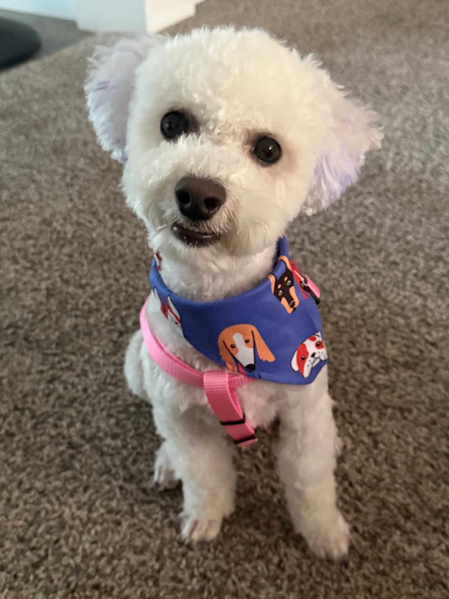 Bichon in a colorful bandana and pink harness