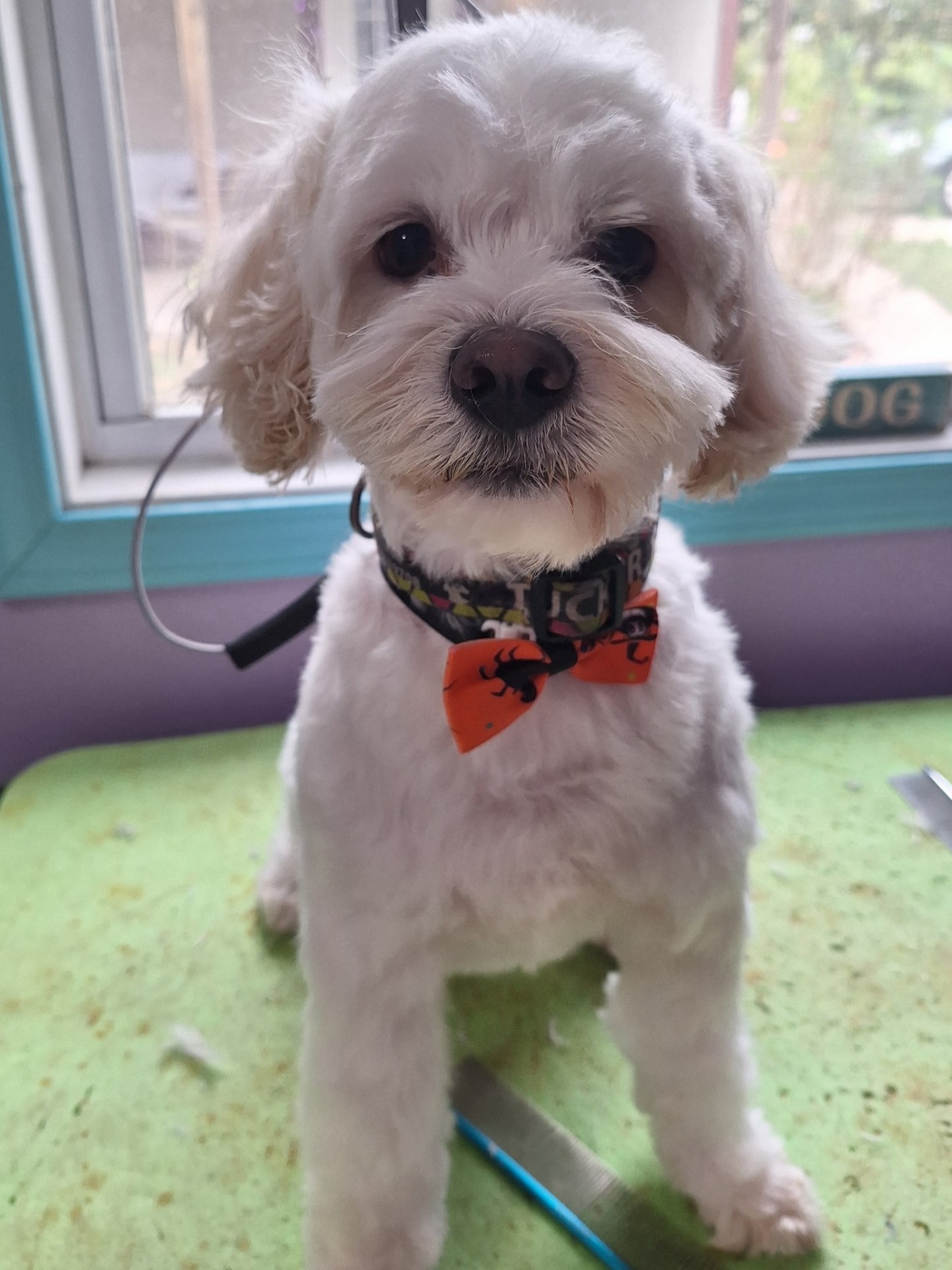 White doodle in a Halloween bow tie