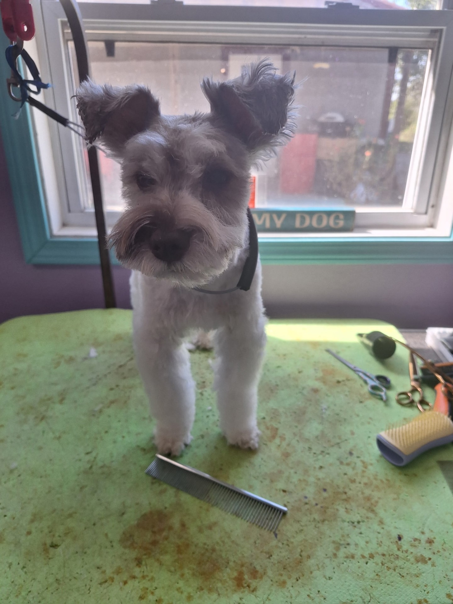 Freshly groomed mini schnauzer at the salon
