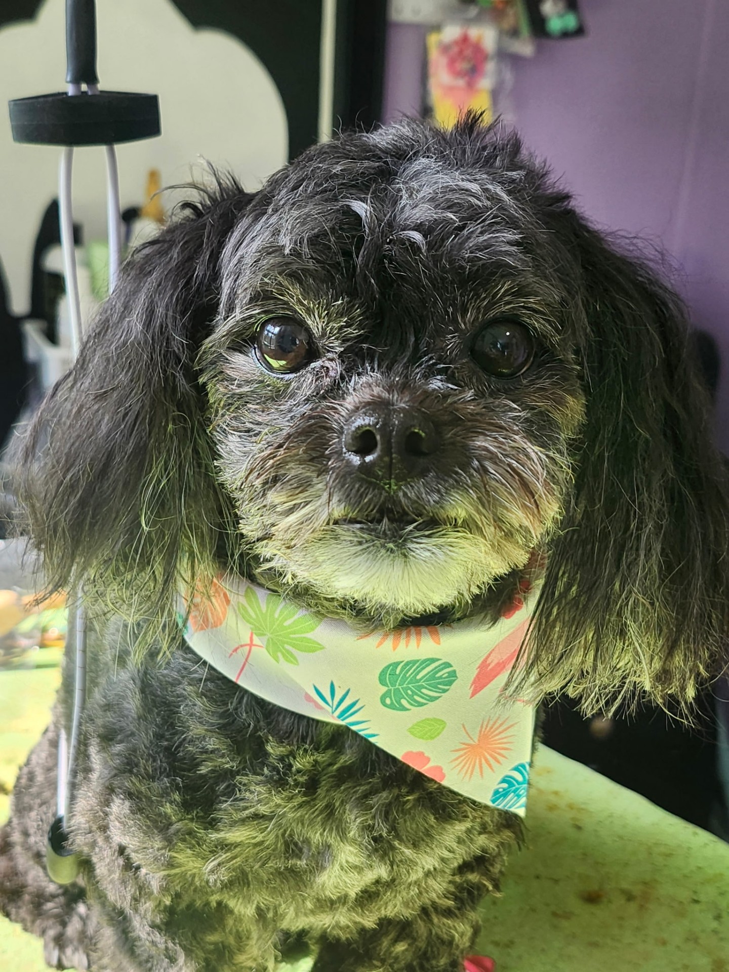 Sweet black doodle wearing a tropical bandana