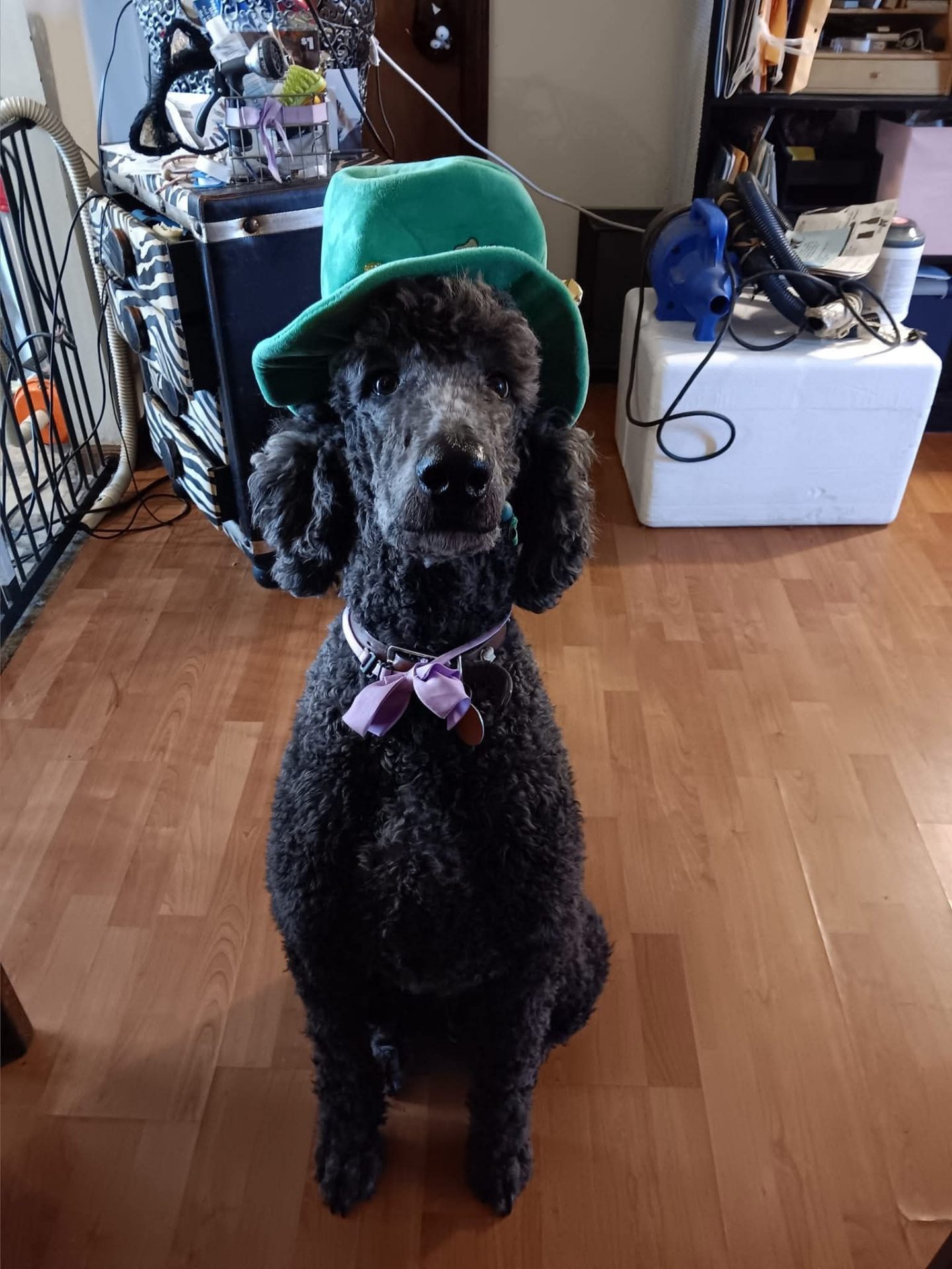 Standard poodle posing in a green hat